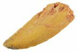 Serrated Raptor Tooth - Real Dinosaur Tooth #364854-1